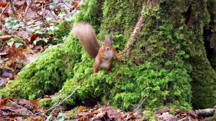 One of the red squirrels introduced to Belleek Wood, Ballina, in 2007, and is one of the the woodland's biggest attractions. Photo: Anthony Hickey