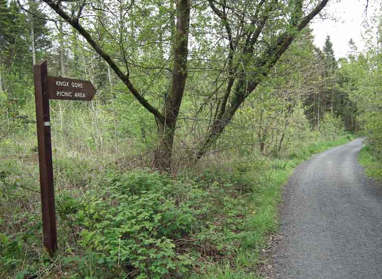  The trail that takes you to the Knox-Gore picnic area in Belleek Wood, Ballina, Co Mayo. Photo: Anthony Hickey